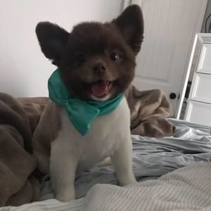 Meet your Posher, Julie